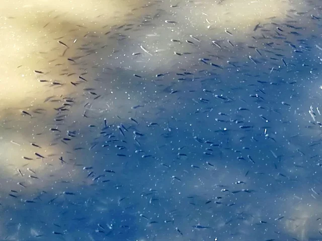 Adana'da Seyhan Nehri'nde Su Seviyesinin Azalması Kaynaklı Balım Ölümleri