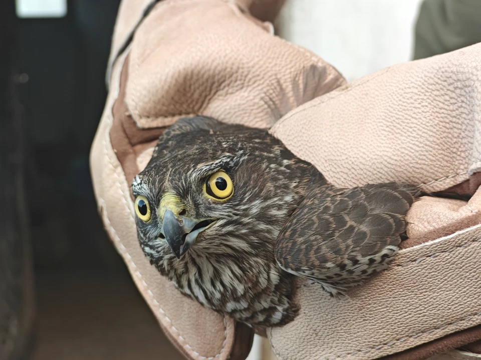 Muşta Bulunan Yaralı Atmaca Koruma Altına Alındı