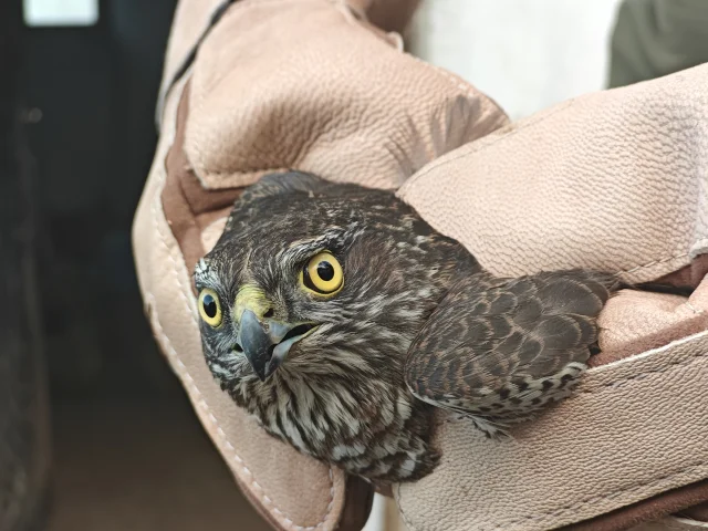 Muşta Bulunan Yaralı Atmaca Koruma Altına Alındı