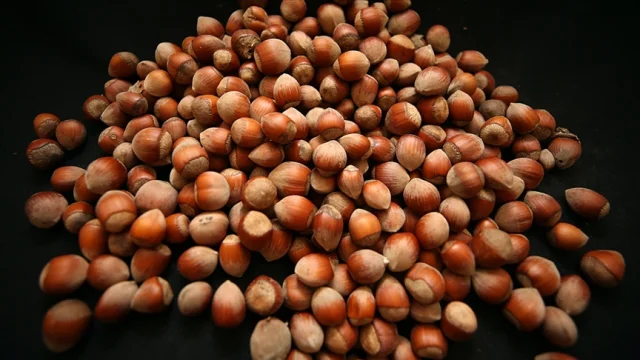 Yeni sezon fındık işlemleri açıklandı: İlk üç ayda 138 bin tonu aştı