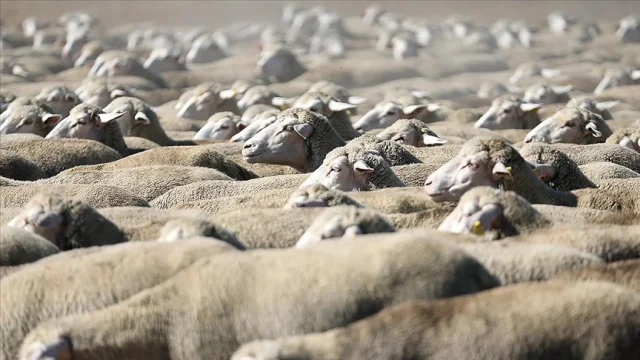 TİGEM, 1200 küçükbaş hayvan satacak