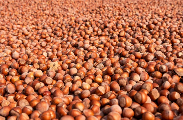 Trabzon'dan fındık ihracatında düşüş: 523 milyon dolarlık ge...