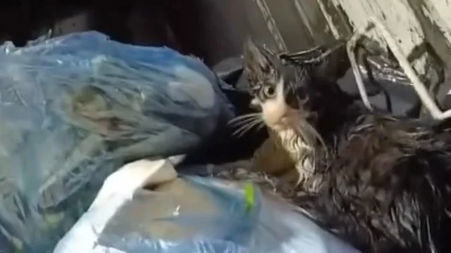 Bodrum'da poşetle çöpe atılan kediyi belediye personeli kurtardı