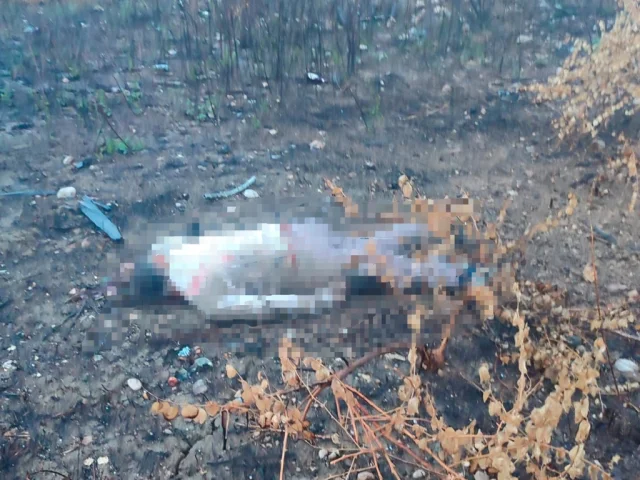 Mersin'de viyadük kazası: Sürücünün cansız bedeni altta bulundu