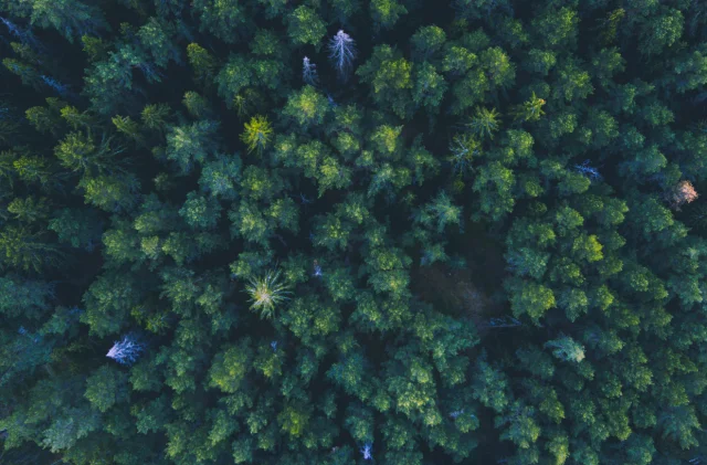 Türkiye'den ormanlarda dikkat çeken artış!