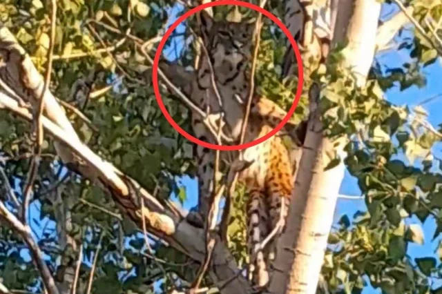 Tunceli'de ortaya çıktı! Çok nadide ve özel: Ağaç üzerinde kayda alındı