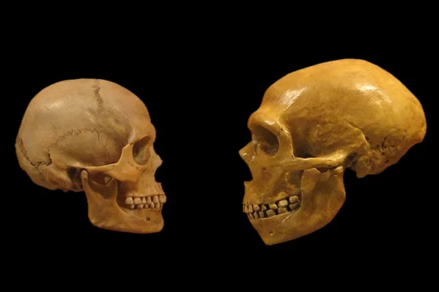 Araştırma: Neandertaller Hakkındaki Büyük Teori Çöktü!