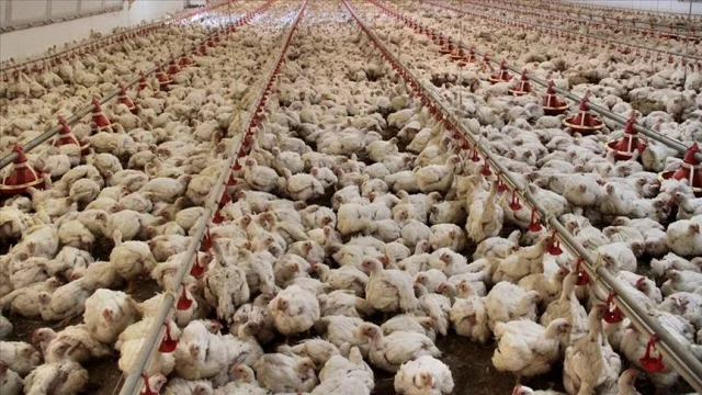 Tavuk eti üretimi arttı: Yumurta üretimi geriledi