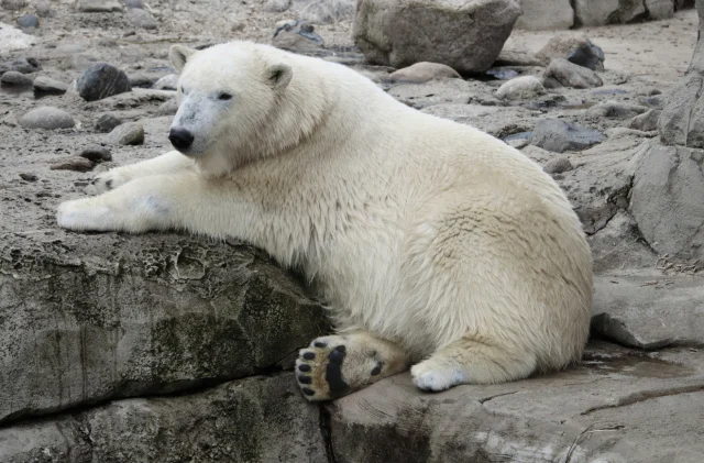 Kutup ayılarında şaşırtan keşif: DNA'ları sıcaklığa uyumlanıyor