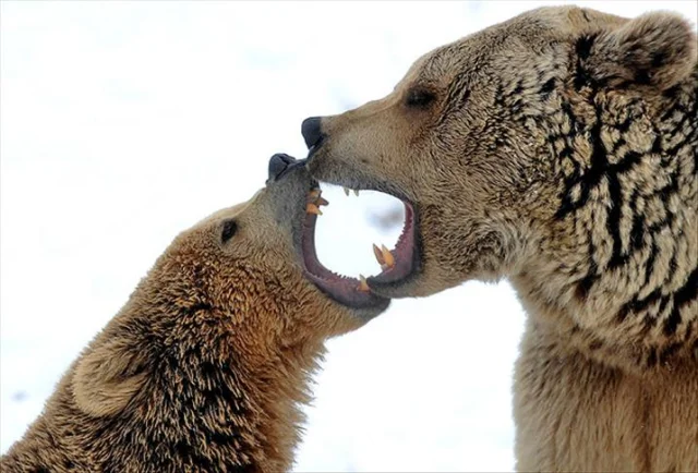 Japonya'da 2025'in simge karakteri 'ayı' seçildi