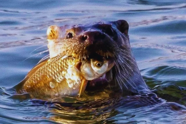 Nesli tükenmek üzereydi! Karabük'te ilk kez görüntülendi
