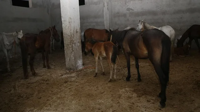 Ataşehir'de depoda atların kesildiği iddiasına ilişkin 2 zanlı yakalandı