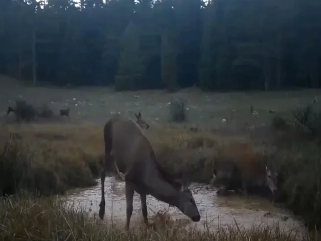 Kızıl geyiklerin su birikintisindeki görüntüleri ilgi çekti