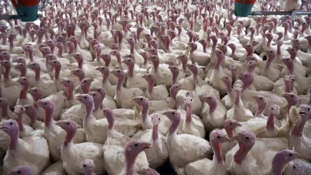 Yılbaşı yaklaşıyor, hindi fiyatları cep yakıyor! 