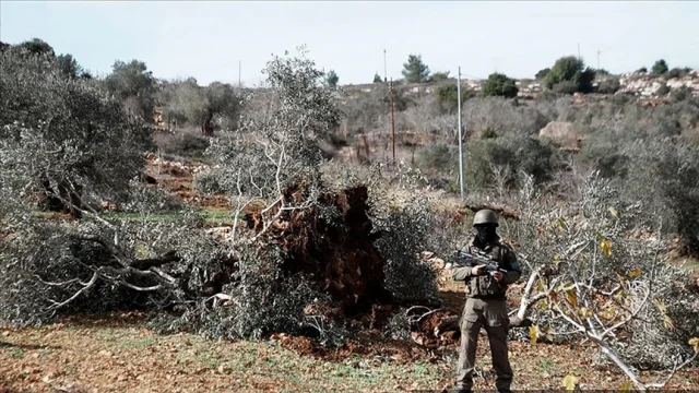 İsrail Ordusu Batı Şeria'da Tarım Arazilerini Yok Etti