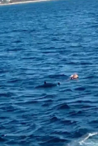 Bozcaada feribotunda denize atlayan yolcu kurtarıldı