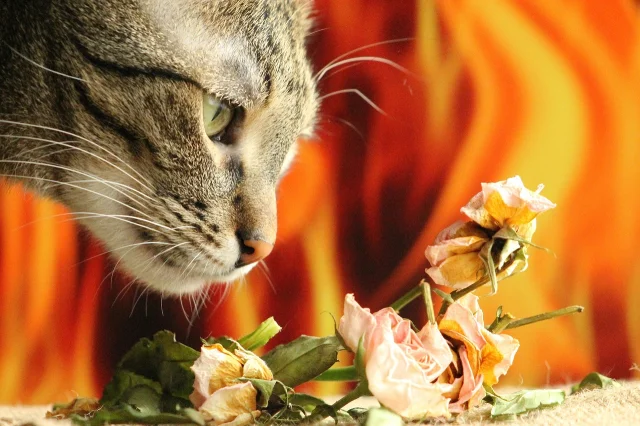 15 Yıl, Milyonlarca Kayıt... Bir Kedi Ömrüne Kaç Koku Sığar?