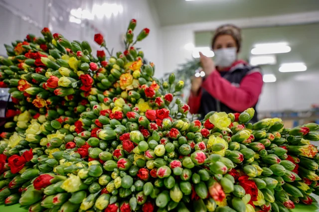Yılbaşı bereketi: Türkiye'den 12 milyon dolarlık çiçek İhracatı!