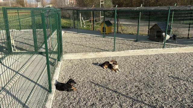 Bartın Üniversitesi'nde Hayvanlar İçin Doğal Yaşam Alanı Kuruldu
