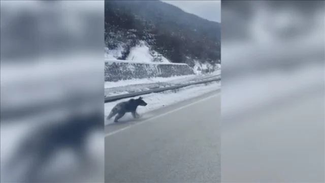 Kastamonu'da kara yoluna inen bozayılar kamerada