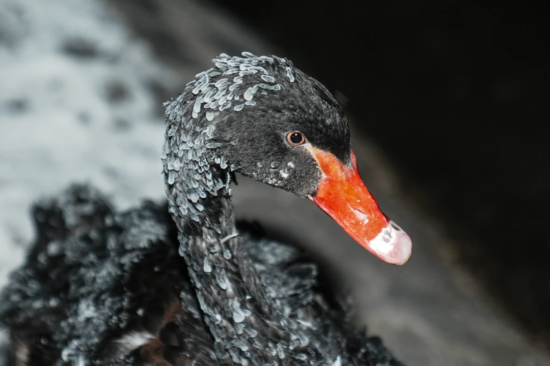 Ankara Eksi 11'i Gördü! Kuğulu Park'taki Havuz Buz Tuttu