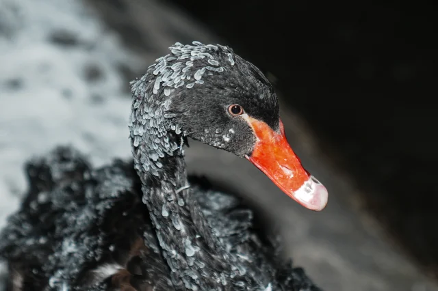 Ankara Eksi 11'i Gördü! Kuğulu Park'taki Havuz Buz Tuttu