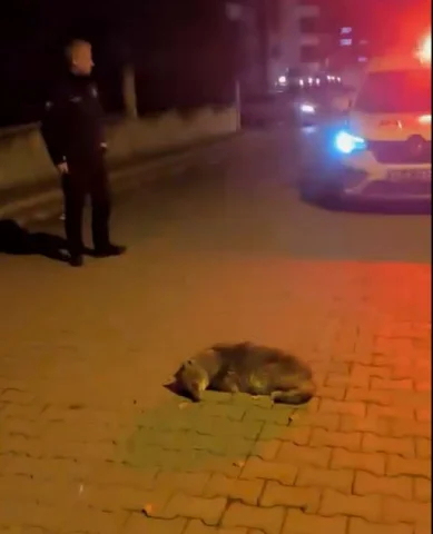 Atakum'da Yerde Bulunan Çakal Yavrusu Tedavi Altına Alındı