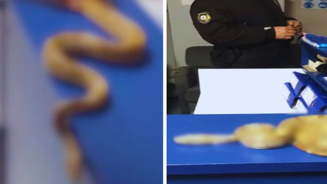 Görenler şoke oldu! Egzotik canlıyla kafe kafe gezdi, keyfi uzun sürmedi