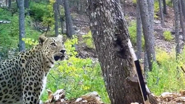 Koruma Altındaki Anadolu Parsına Tarihi Yaptırım Geliyor: Milyonluk Ceza