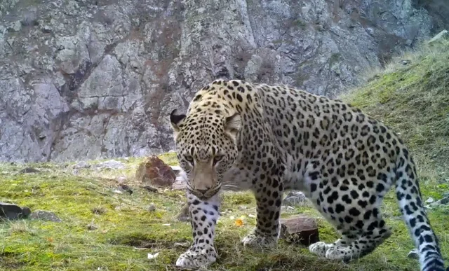 Koruma Altındaki Anadolu Parsına Tarihi Yaptırım Geliyor: Milyonluk Ceza