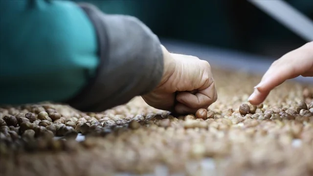 Düzce'den AB ülkelerine 16 bin tonu aşan iç fındık ihracatı