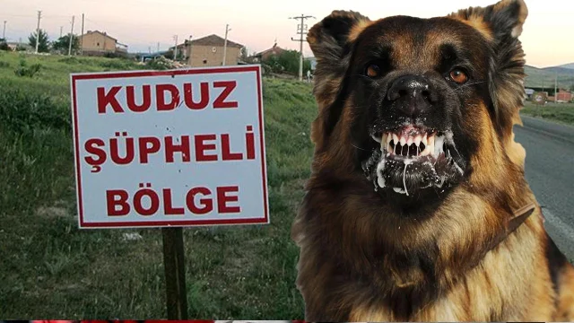 O ilde kuduz alarmı! Köyler karantinaya alındı