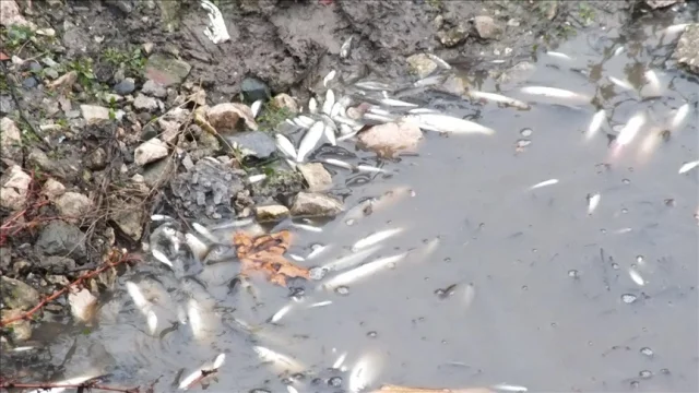 Tokat'ta Yeşilırmak'ta balık ölümleri endişe yarattı