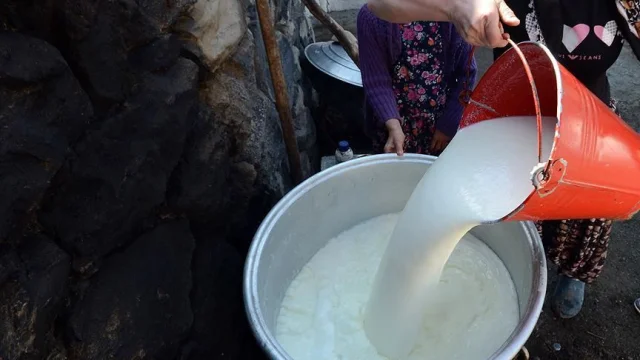 Süt üretiminde düşüş sinyali: Toplanan inek sütü kasımda geriledi