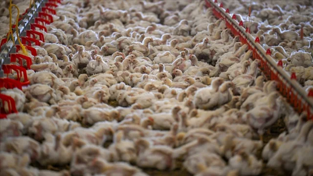 Tavuk eti üretimi arttı: Yumurtada yükseliş sürdü