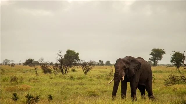 Kruger Ulusal Parkı sel nedeniyle geçici olarak kapatıldı