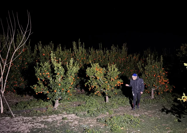 Adana'da narenciye bahçelerinde pervanelerle don nöbeti