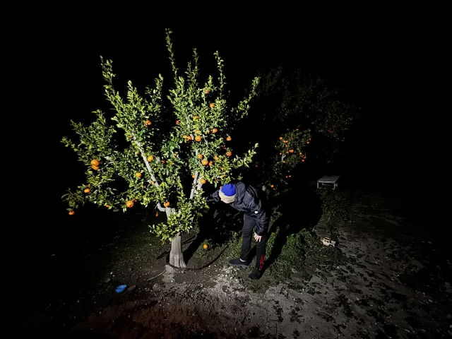 Adana'da narenciye bahçelerinde pervanelerle don nöbeti
