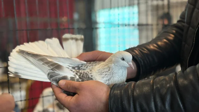 Uluslararası Şebap Güvercin Festivali Ankara'da Meraklılarını Buluşturdu