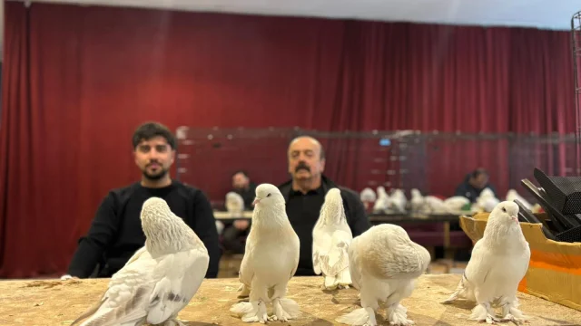 Uluslararası Şebap Güvercin Festivali Ankara'da Meraklılarını Buluşturdu