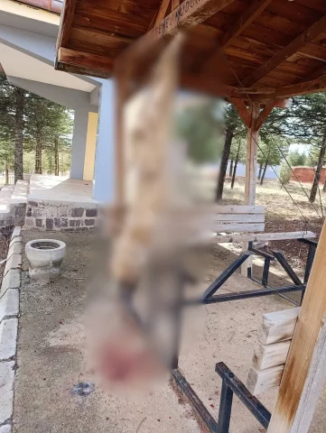 Afyonkarahisar'da Hayvan Vahşeti: Köpek Ayaklarından Asılarak Öldürüldü