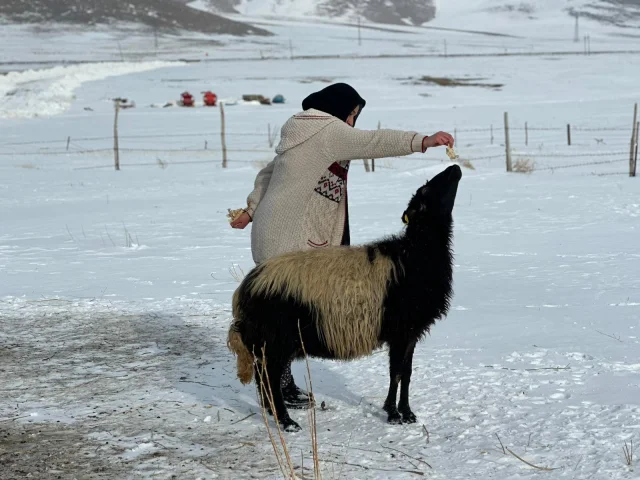 koyunla arkadaş olan kadın