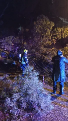 Aydın'da seyir halindeki otomobilin üzerine ağaç devrildi: 2 kişi yaralandı