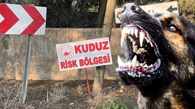 O ilde kuduz alarmı! 4 mahalle karantinaya alındı