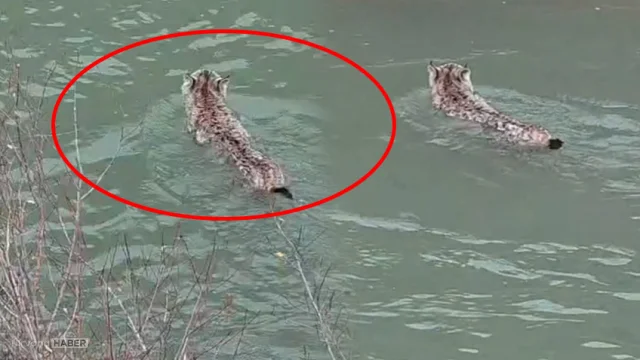 Doğanın içinden sürpriz bir misafir! Nesli tükenmekteydi ansızın ortaya çıktı 