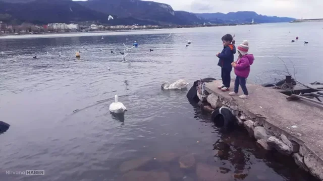 Karadeniz'in kıyısında beyaz misafirler, görenlerin ilgi odağı oldu! 