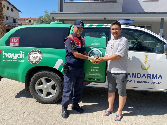 Aydın'da Yaralı Kukumav Baykuşu Hassas Bakım Altında