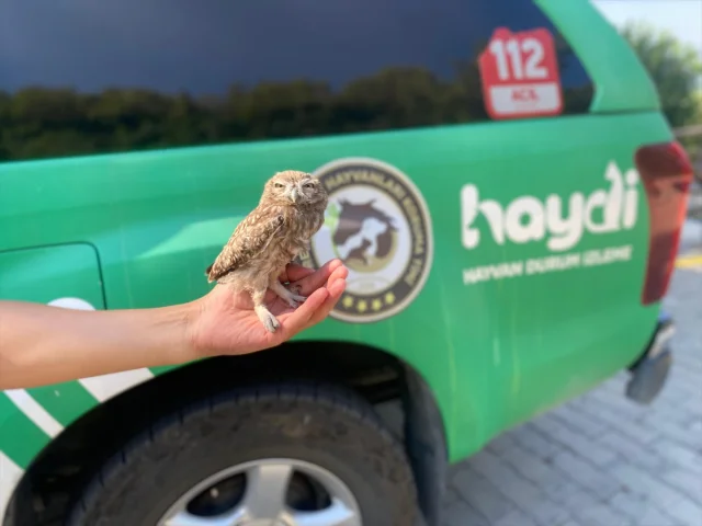 Aydın'da Yaralı Kukumav Baykuşu Hassas Bakım Altında