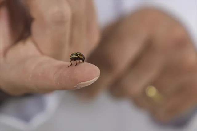 Artan Sıcaklıklar ve Habitat Bozulması Kene Vakalarını Tetik...