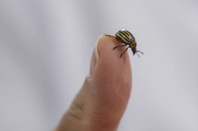 Artan Sıcaklıklar ve Habitat Bozulması Kene Vakalarını Tetikliyor